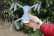 Dron Syma X30